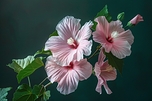 木槿花花朵木棉摄影图