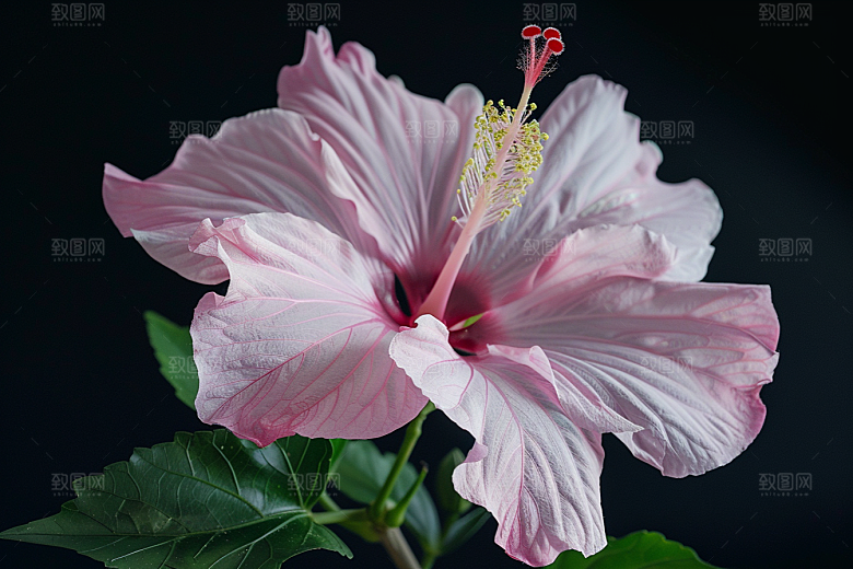 木槿花植物清新摄影图