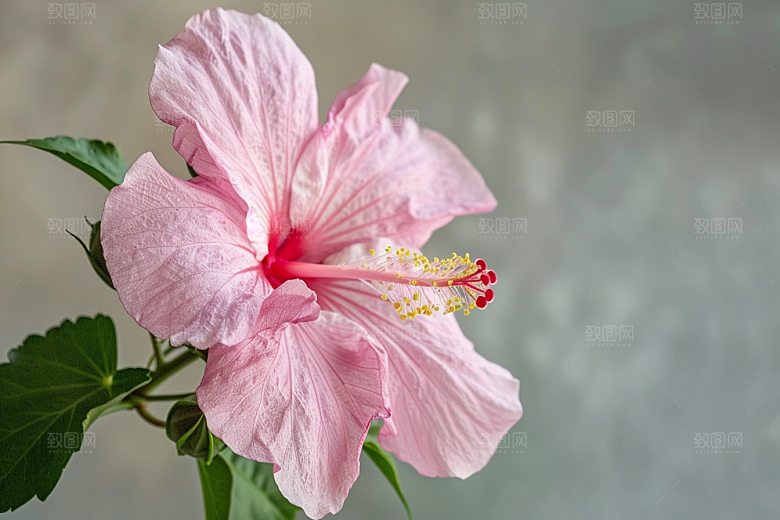 木槿花花朵夏天摄影图