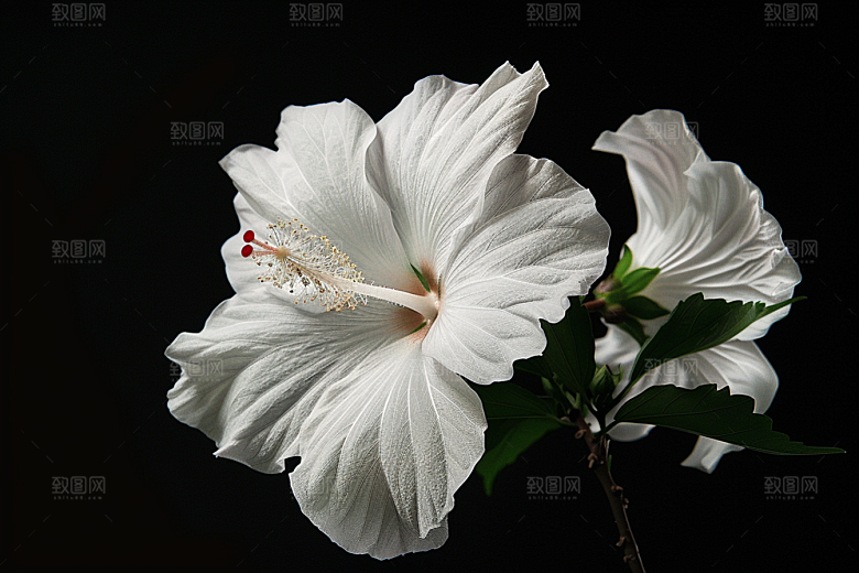 木槿花夏天高清摄影图