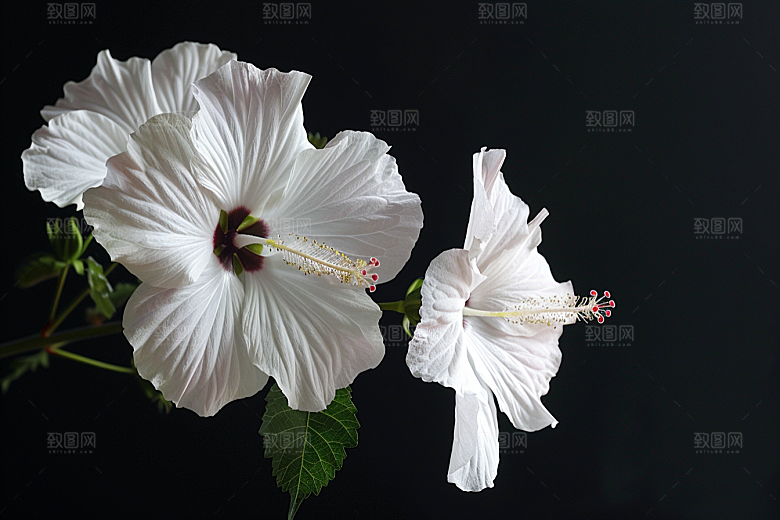 木槿花花朵唯美摄影图