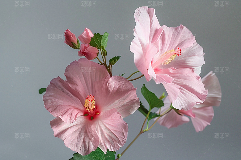 木槿花木棉彩色摄影图