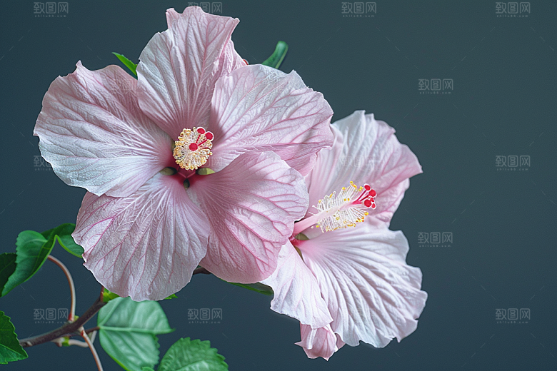 木槿花清新夏天摄影图