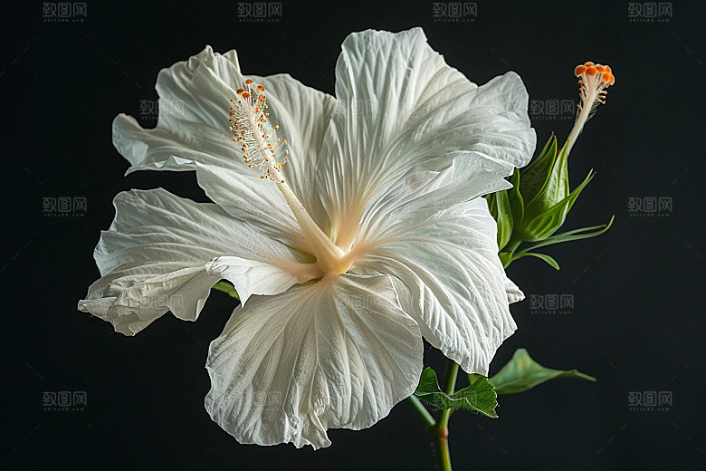 木槿花木棉夏天摄影图