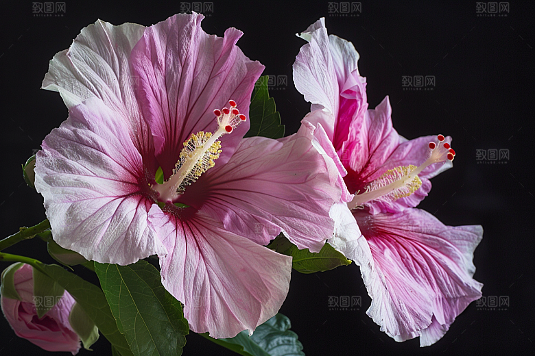 木槿花花卉高清摄影图