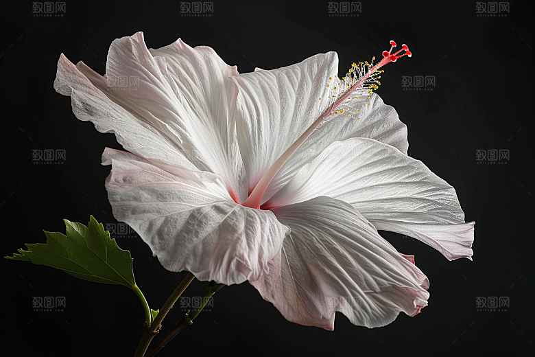 木槿花植物唯美摄影图