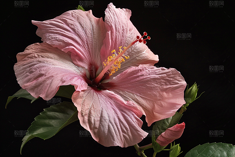 木槿花清新夏季摄影图