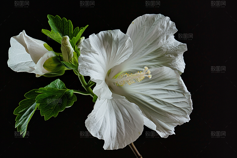 木槿花木棉彩色摄影图