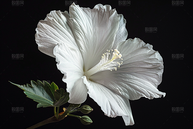 木槿花清新夏季摄影图