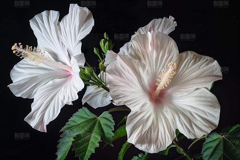 木槿花夏季花朵摄影图