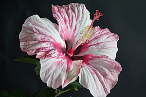 木槿花花朵夏天摄影图
