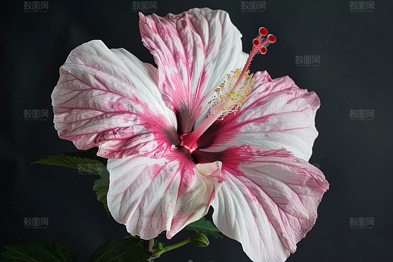 木槿花花朵夏天摄影图