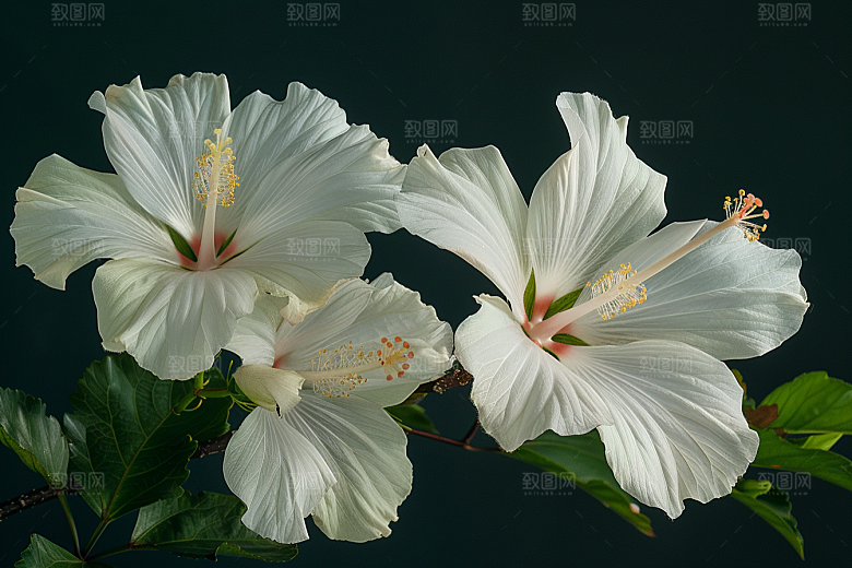 木槿花木棉清新摄影图