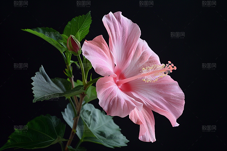木槿花花卉自然摄影图