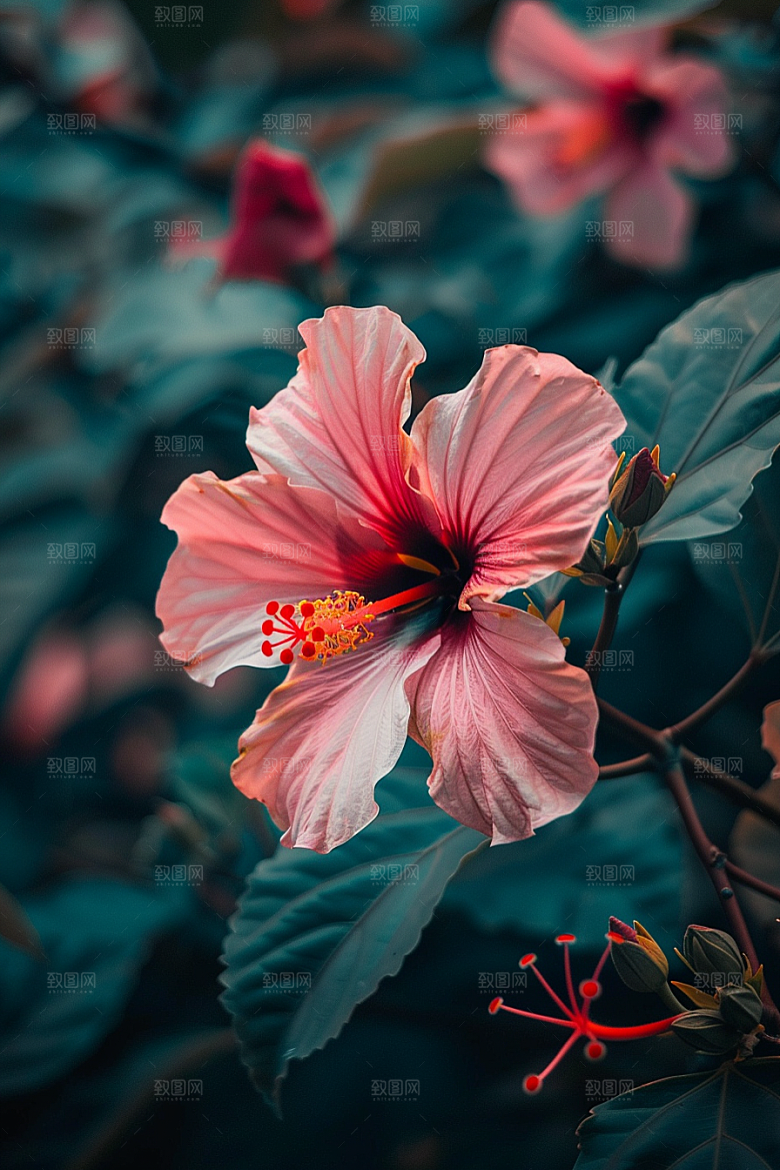 木槿花高清唯美摄影图