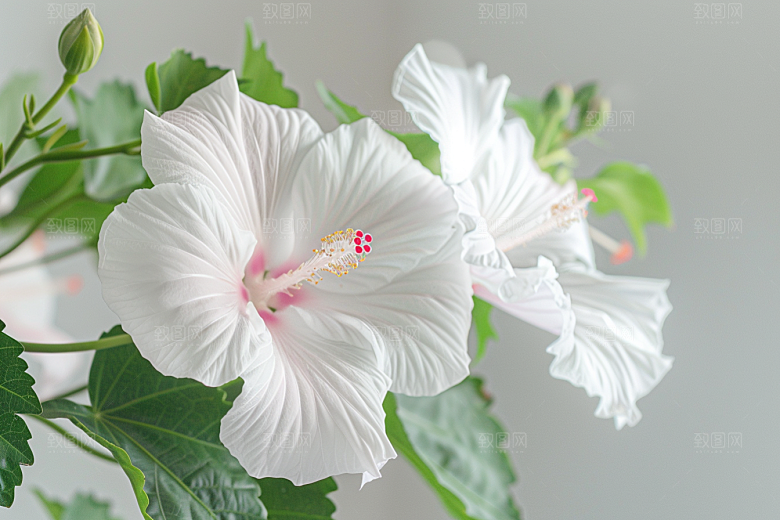 木槿花清新夏季摄影图