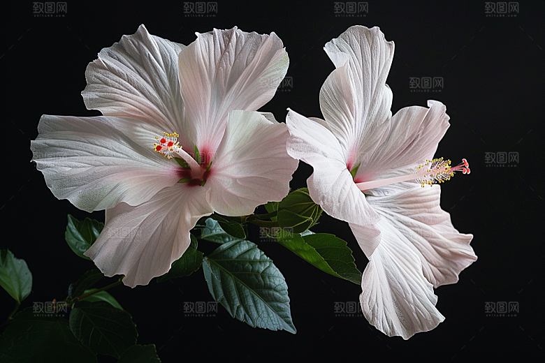木槿花花卉唯美摄影图