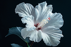 木槿花高清花卉摄影图