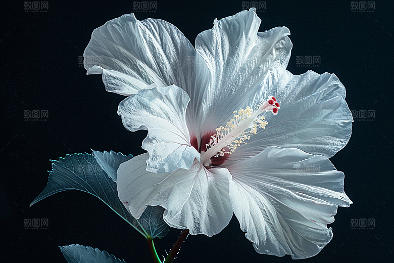 木槿花高清花卉摄影图