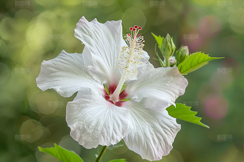 木槿花夏天花朵摄影图