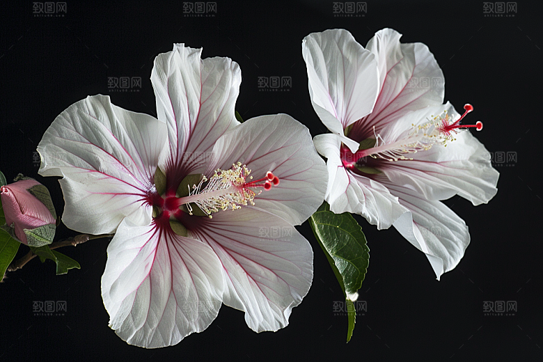木槿花清新自然摄影图