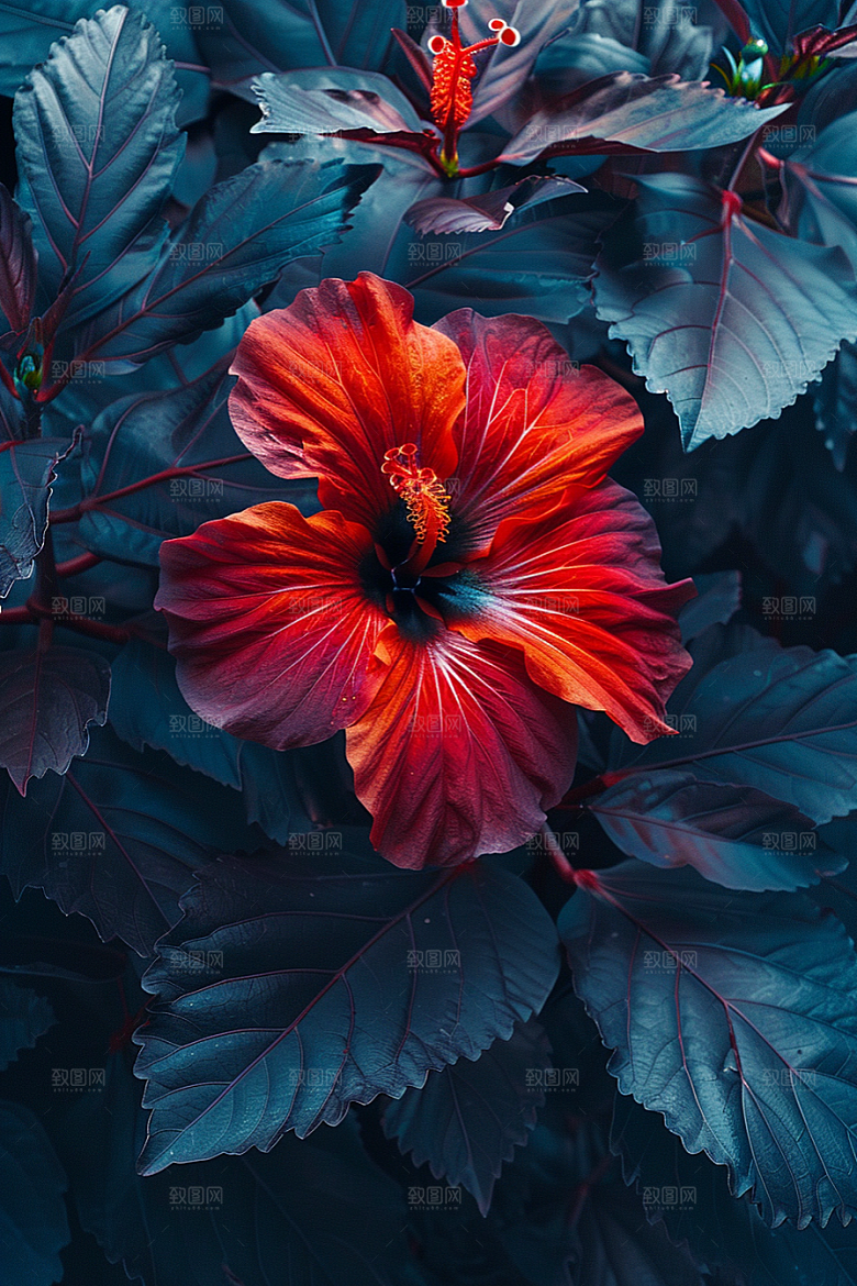 木槿花夏季花卉摄影图
