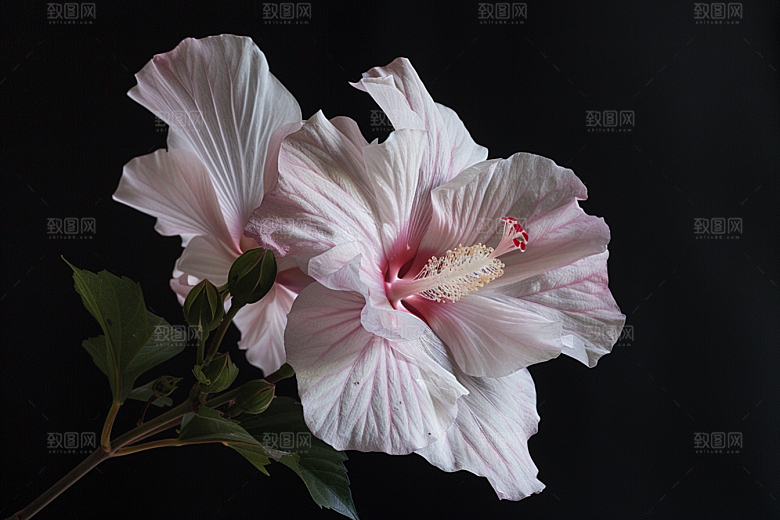 木槿花高清花卉摄影图