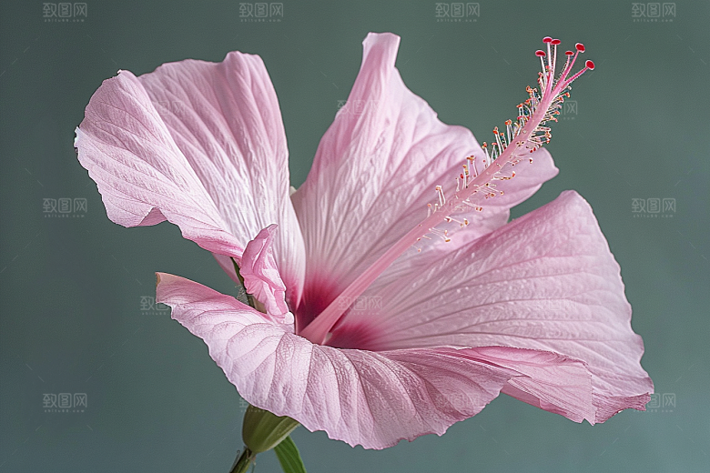 木槿花清新夏天摄影图