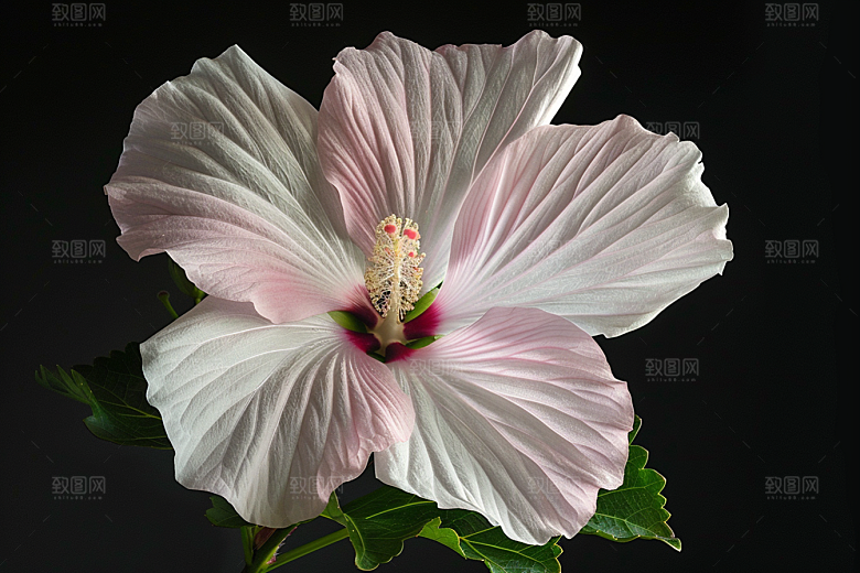 木槿花夏天彩色摄影图