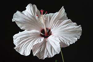 木槿花夏季清新摄影图