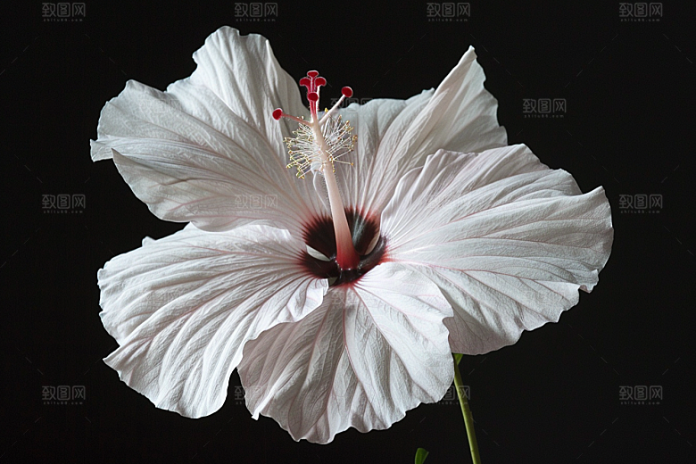 木槿花夏季清新摄影图