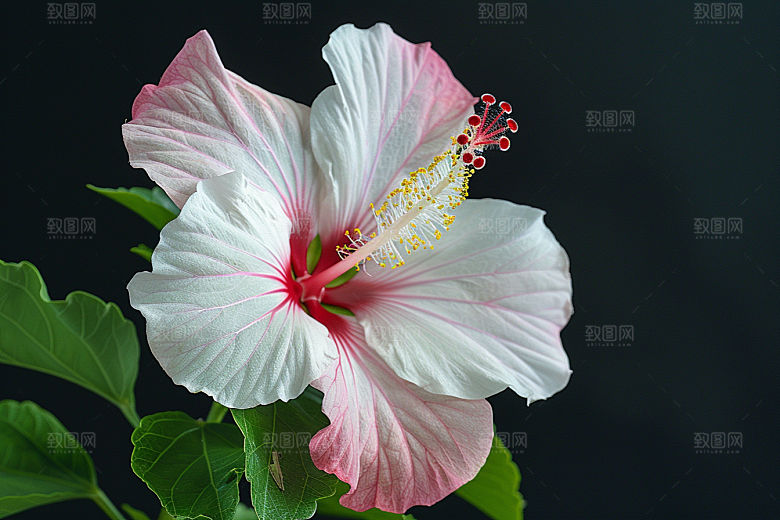 木槿花彩色夏天摄影图