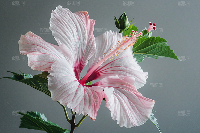 木槿花植物花朵摄影图