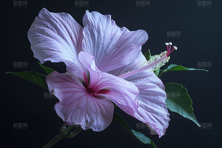 木槿花木棉夏天摄影图