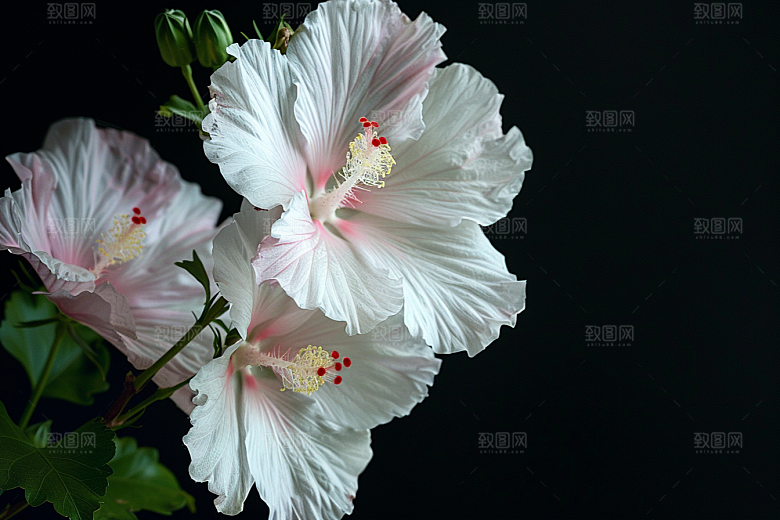 木槿花花卉木棉摄影图