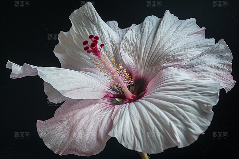 木槿花彩色夏天摄影图