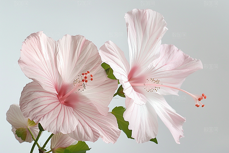 木槿花花朵木棉摄影图
