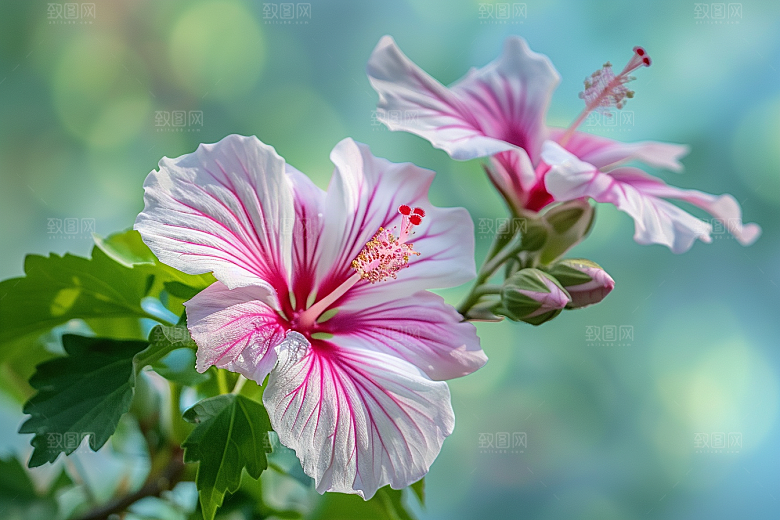 木槿花夏天花朵摄影图
