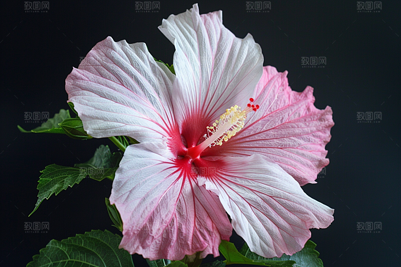 木槿花植物夏天摄影图