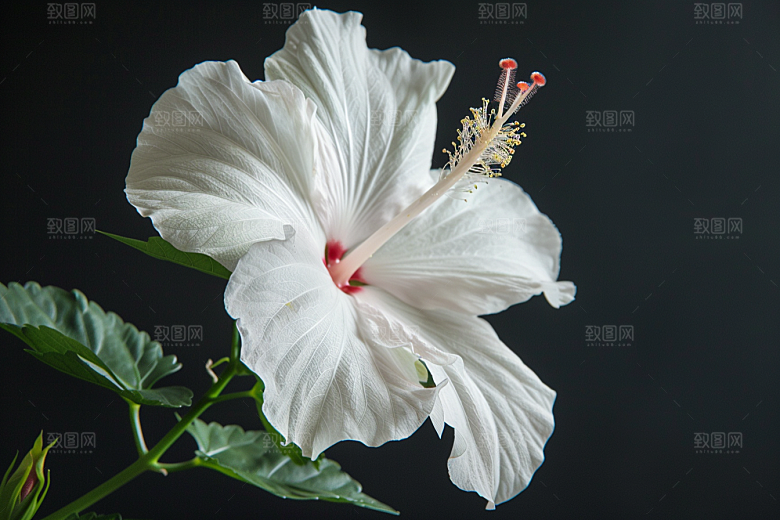木槿花夏天清新摄影图
