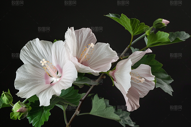 木槿花彩色夏天摄影图