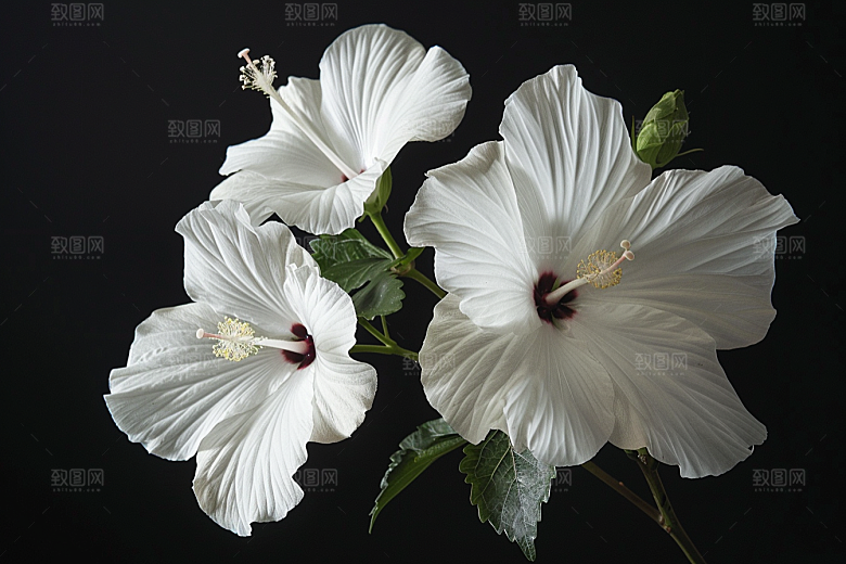 木槿花清新唯美摄影图