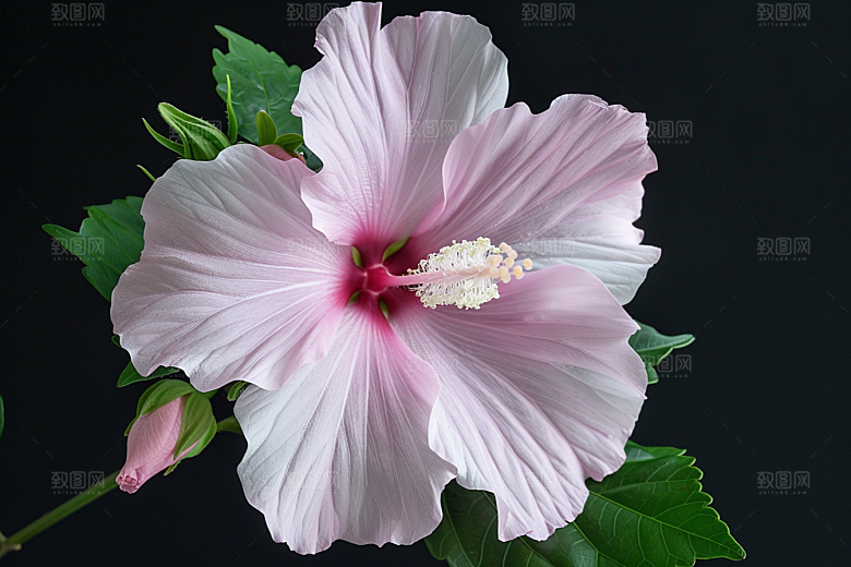 木槿花夏季彩色摄影图