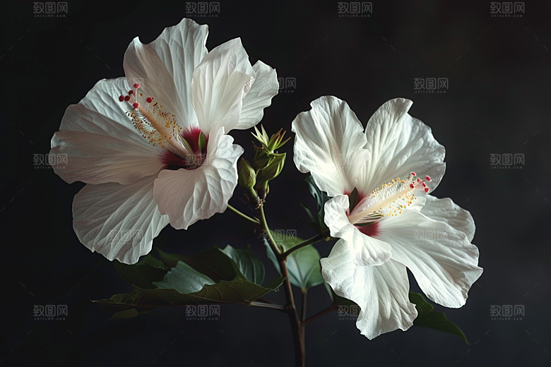 木槿花彩色夏季摄影图