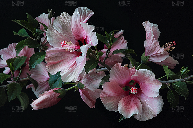木槿花花卉夏季摄影图