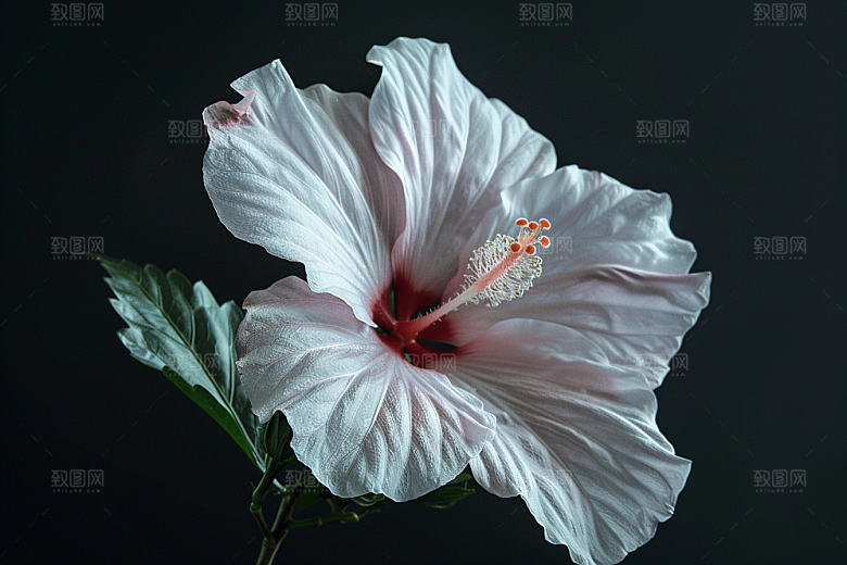 木槿花木棉彩色摄影图