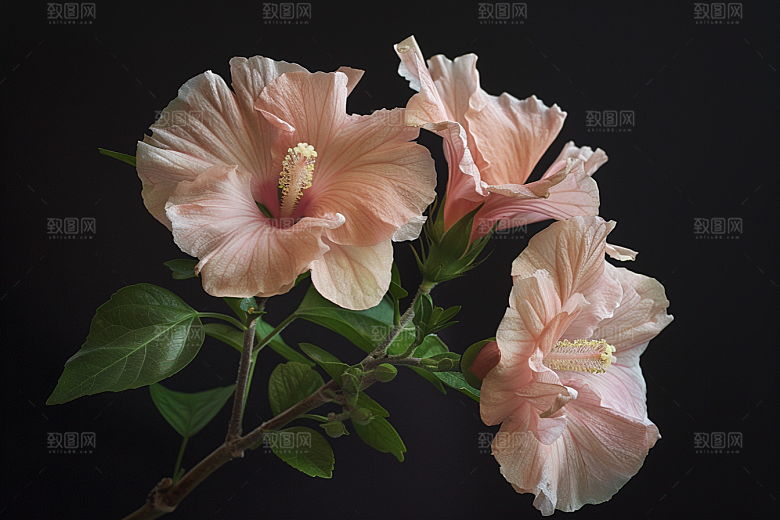 木槿花花朵唯美摄影图
