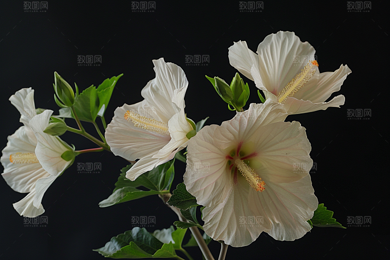 木槿花夏季木棉摄影图