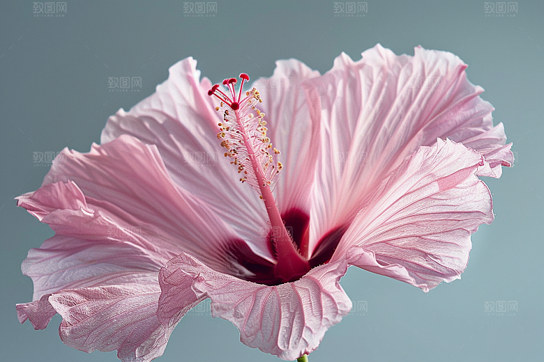 木槿花高清自然摄影图