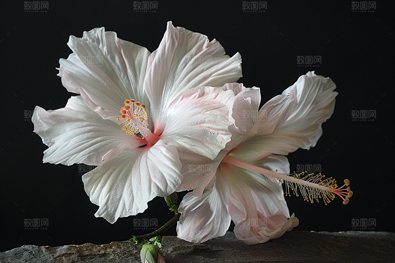 木槿花花朵清新摄影图
